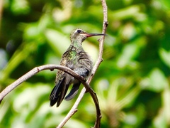 Cynanthus latirostris