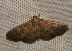 Omiodes pernitescens