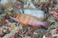 Epinephelus fasciatus