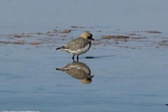 Charadrius alticola