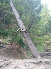 Pinus uncinata