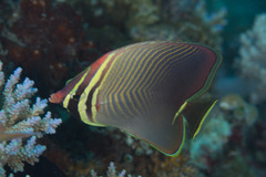 Chaetodon baronessa