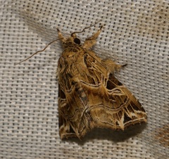 Callopistria flavitincta
