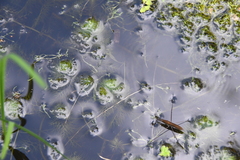 Utricularia australis