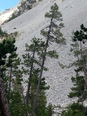 Pinus uncinata