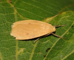 Paralithosia shaowuica