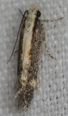 Aroga paraplutella