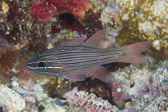 Ostorhinchus multilineatus