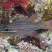Manylined Cardinalfish - Photo (c) Mark Rosenstein, some rights reserved (CC BY-NC-SA), uploaded by Mark Rosenstein