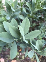 Baptisia sphaerocarpa