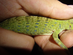 Anolis frenatus