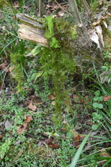 Utricularia australis