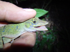 Anolis frenatus