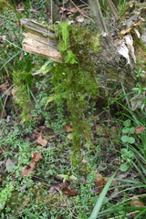 Utricularia australis