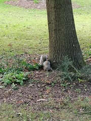 Sciurus carolinensis