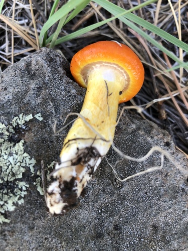 Coppery Waxcap
