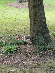 Sciurus carolinensis