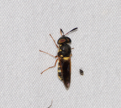 Hoplitimyia constans