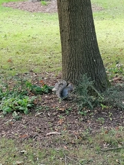 Sciurus carolinensis