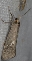 Cisthene liberomacula