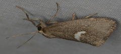Cisthene liberomacula
