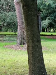 Sciurus carolinensis