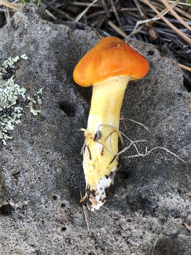 Coppery Waxcap