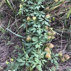 Cardiospermum halicacabum