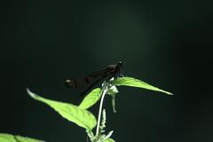 Aristocypha trifasciata