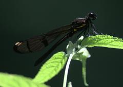 Aristocypha trifasciata