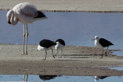 Recurvirostra andina