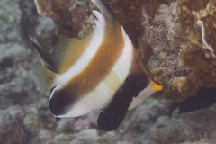 Heniochus chrysostomus