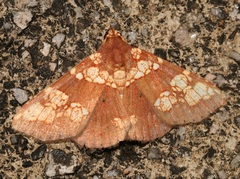 Saroba pustulifera