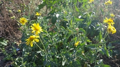 Verbesina encelioides