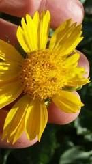 Verbesina encelioides