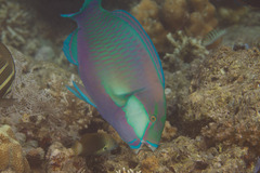 Chlorurus bleekeri