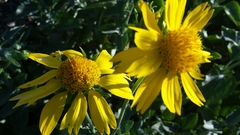 Verbesina encelioides