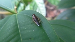 Pseudophyllodromia laticeps