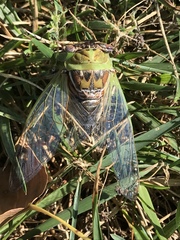 Megatibicen pronotalis