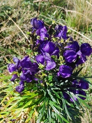 Aconitum tauricum