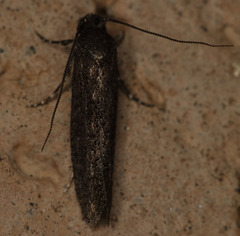Elatobia carbonella