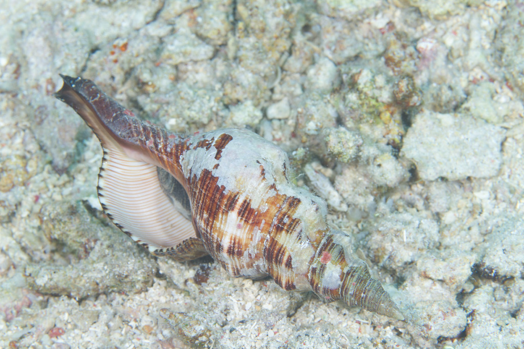 Filifusus