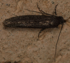 Elatobia carbonella