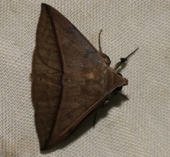 Ugia purpurea