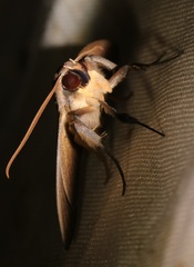 Ugia purpurea