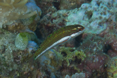 Thalassoma quinquevittatum