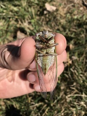 Megatibicen pronotalis