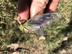 Megatibicen pronotalis