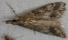 Eudonia rectilinea