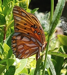 Dione vanillae
